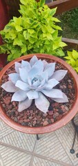 Echeveria cante