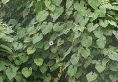 Ipomoea tiliacea