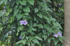 Thunbergia
