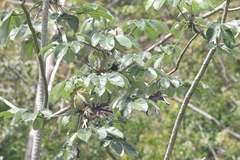 Cecropia peltata