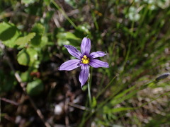 Sisyrinchium idahoense