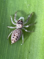 Opisthoncus nigrofemoratus