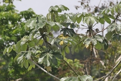 Cecropia peltata