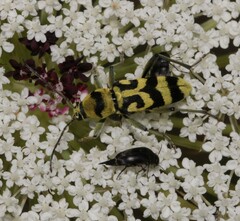 Chlorophorus varius