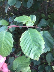 Alnus incana