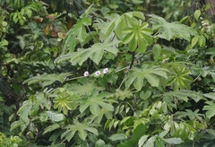 Cecropia peltata
