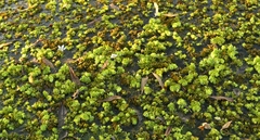 Salvinia molesta