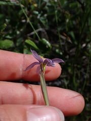 Sisyrinchium idahoense