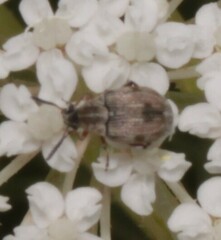 Acanthoscelides