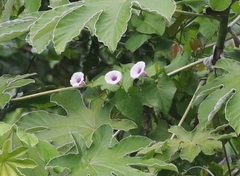 Ipomoea tiliacea