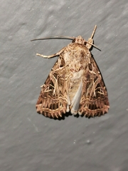 Spodoptera littoralis