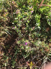 Epilobium densiflorum