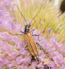 Oedemera femorata