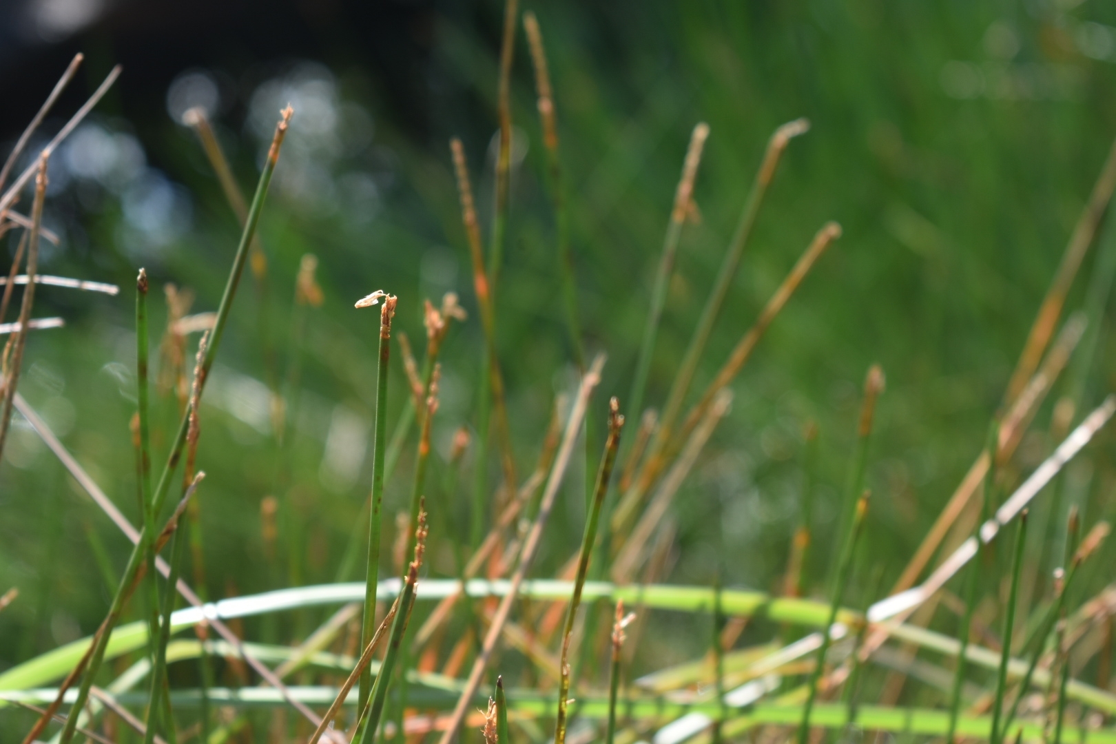 Eleocharis elongata