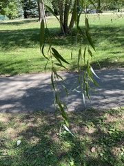 Salix
