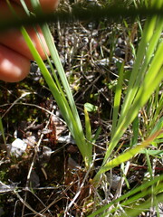 Sisyrinchium idahoense