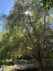 Salix
