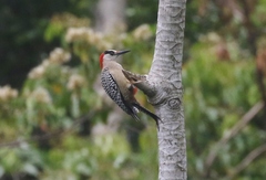 Melanerpes superciliaris