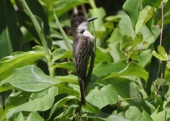 Tyrannus caudifasciatus