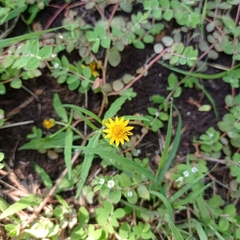 Melampodium divaricatum