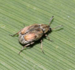 Acanthoscelides pallidipennis