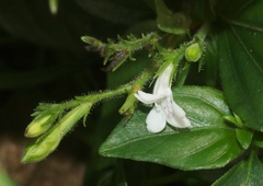 Asystasia intrusa