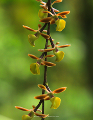 Epidendrum laucheanum