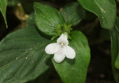 Asystasia intrusa