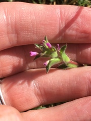 Epilobium densiflorum