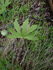 Petasites frigidus palmatus