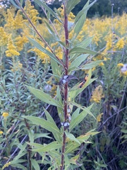 Asteromyia carbonifera