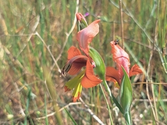 Gladiolus alatus