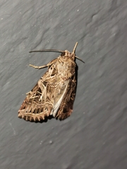 Spodoptera littoralis