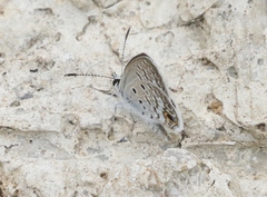Hemiargus ceraunus