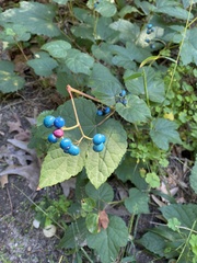 Ampelopsis