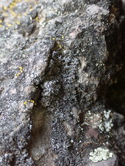 Phaeophyscia
