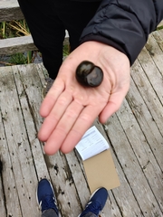 Cipangopaludina chinensis