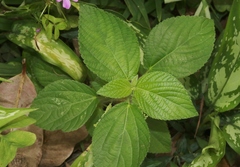 Acalypha alopecuroidea
