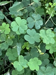 Oxalis corniculata