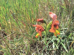 Gladiolus alatus