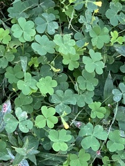 Oxalis corniculata