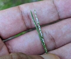 Chionaspis pinifoliae