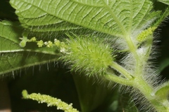 Acalypha alopecuroidea