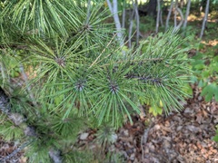 Pinus echinata
