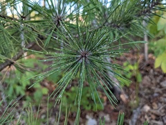 Pinus echinata