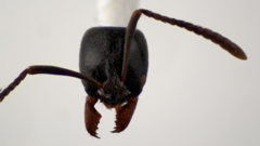 Brachyponera chinensis