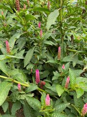 Phytolacca bogotensis