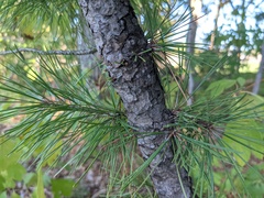 Pinus echinata