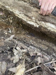 Plestiodon