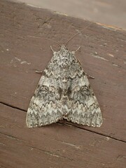 Catocala semirelicta